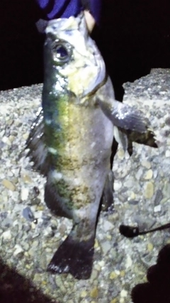 クロメバルの釣果