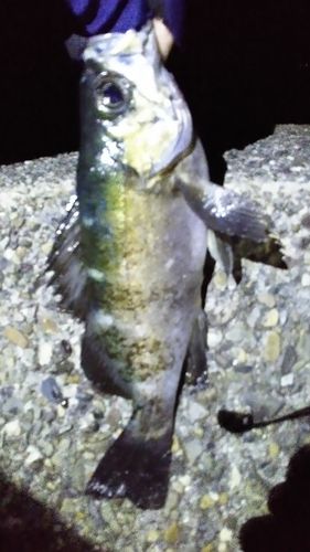 クロメバルの釣果