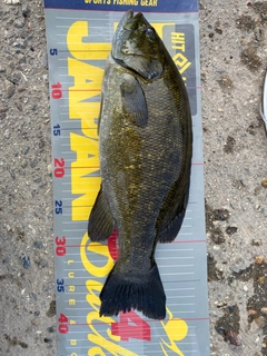 スモールマウスバスの釣果