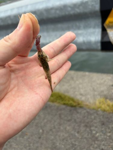 ハゼの釣果