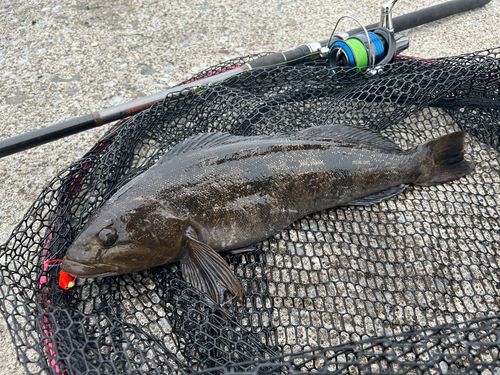 アイナメの釣果