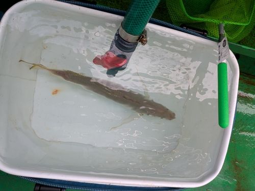 マアジの釣果