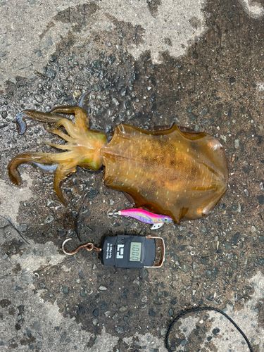 アオリイカの釣果