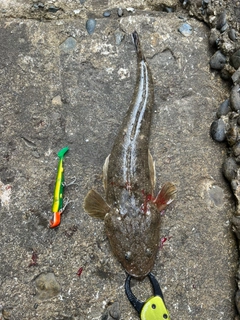 マゴチの釣果
