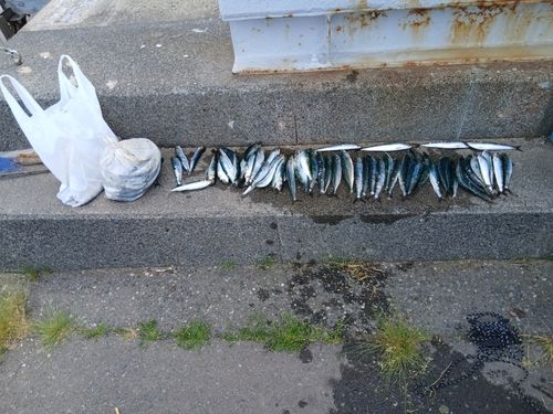 イワシの釣果