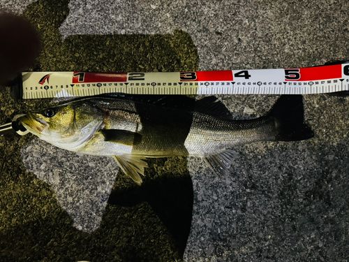シーバスの釣果