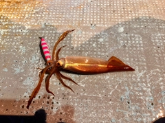 ムギイカの釣果