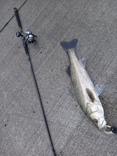スズキの釣果