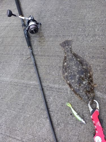 ヒラメの釣果