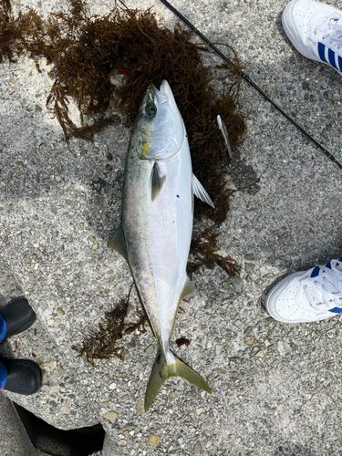 メジロの釣果