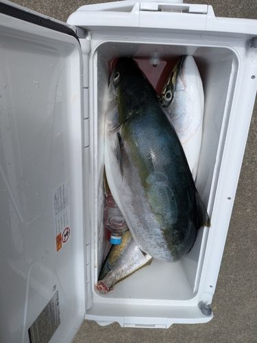 ブリの釣果