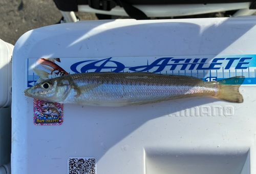 キスの釣果
