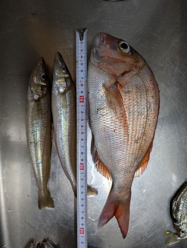 タイの釣果