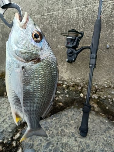 キビレの釣果