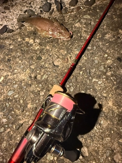 トカゲゴチの釣果