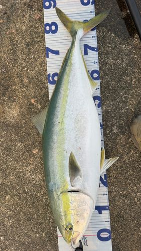 ブリの釣果