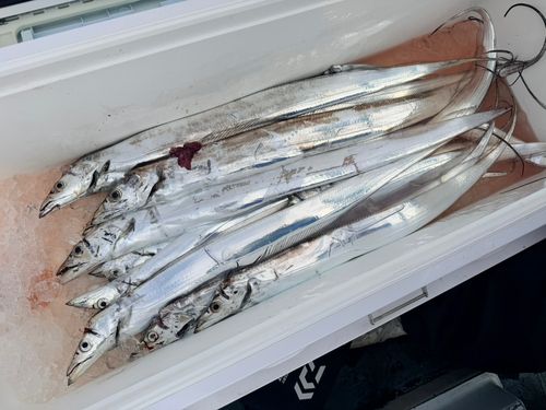 タチウオの釣果