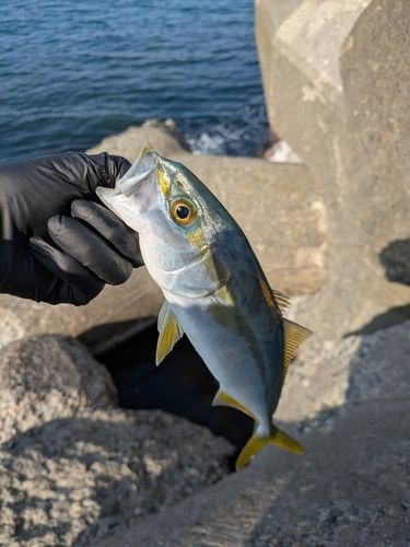ワカシの釣果