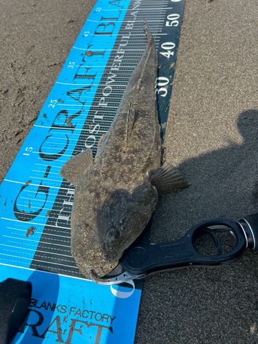 マゴチの釣果