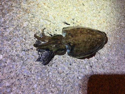 コウイカの釣果
