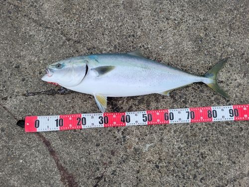 ブリの釣果