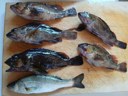 カサゴの釣果