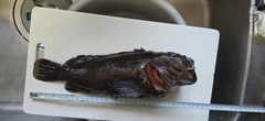 ムラソイの釣果