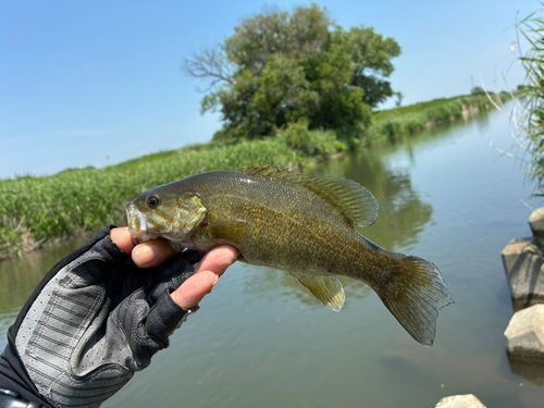 スモールマウスバスの釣果