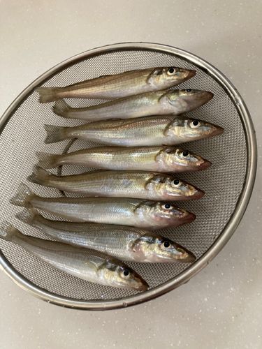シロギスの釣果
