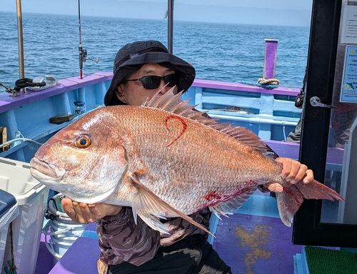 マダイの釣果