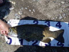 スモールマウスバスの釣果