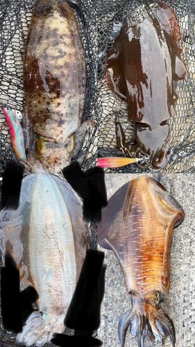 アオリイカの釣果