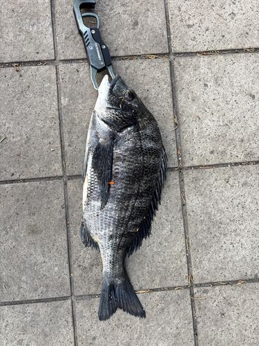 クロダイの釣果