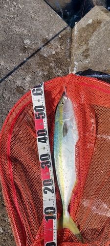 イナダの釣果