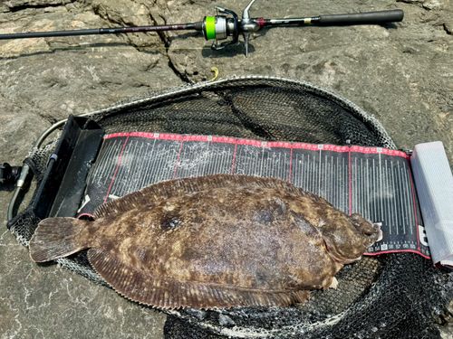 ナメタガレイの釣果