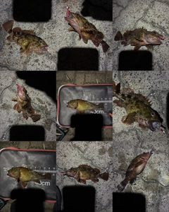 カサゴの釣果