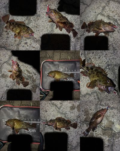 カサゴの釣果