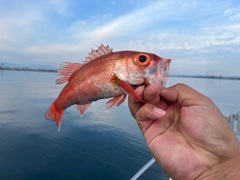 アカムツの釣果