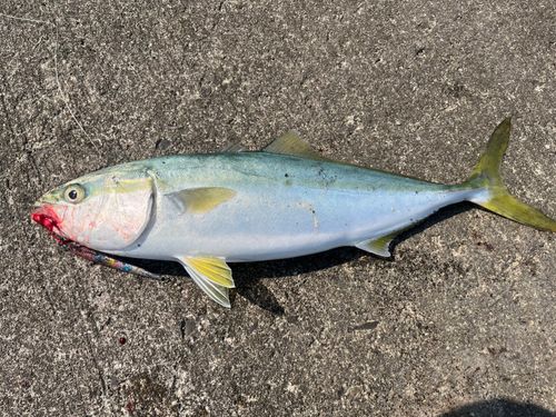 イナダの釣果