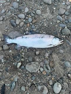 サクラマスの釣果