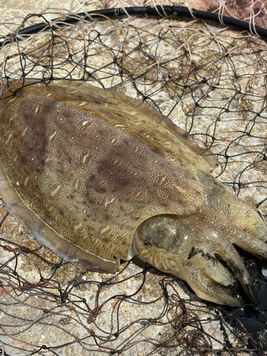 コウイカの釣果