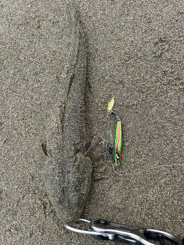マゴチの釣果