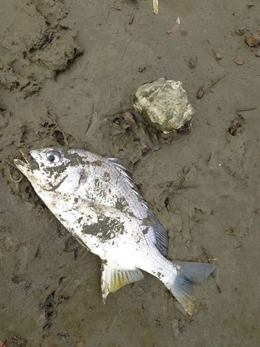 キビレの釣果
