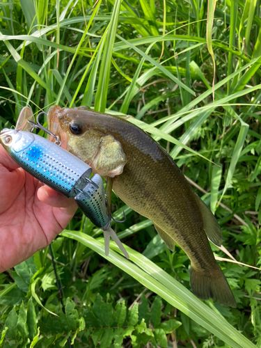 ラージマウスバスの釣果