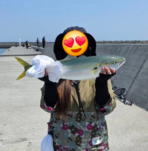 ワラサの釣果