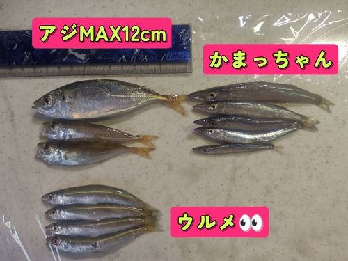 カマスの釣果