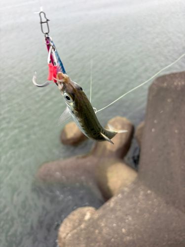 イワシの釣果