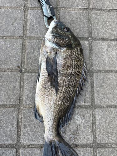 クロダイの釣果