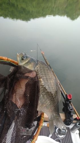 ヘラブナの釣果