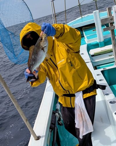 イサキの釣果